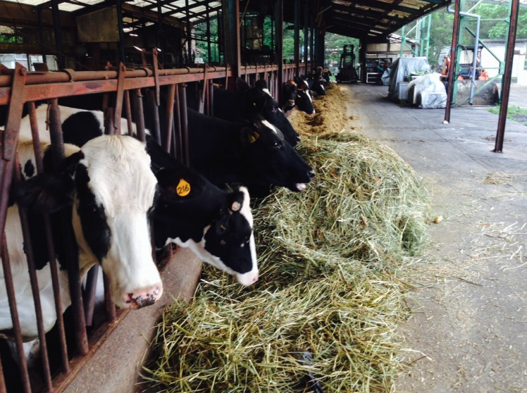 FARM EXPERIENCE